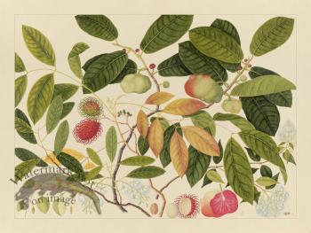 Andalas Botanicals 06